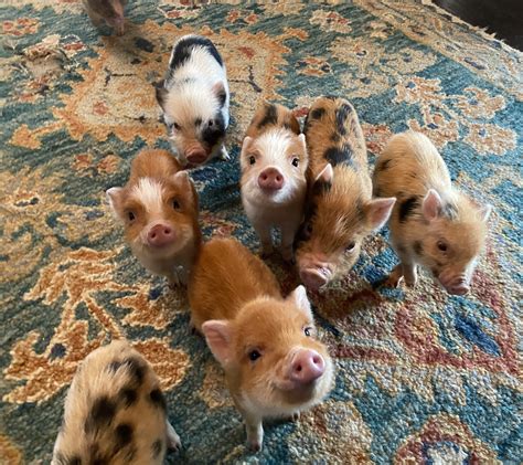 Miniature pigs for sale  $125