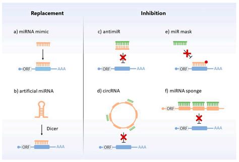 Mirna inhibitors Finally, an important small molecule inhibitor of miR-21, AC1MMYR2 (Table 3, 11), was found, which interacted directly at the binding site of Dicer to prevent pre-miR-21 from cleaving into mature miRNA 