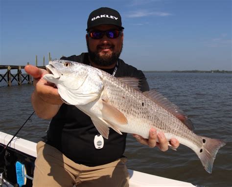 Mississippi redfish limit Summer is the slowest fishing season for local redfish