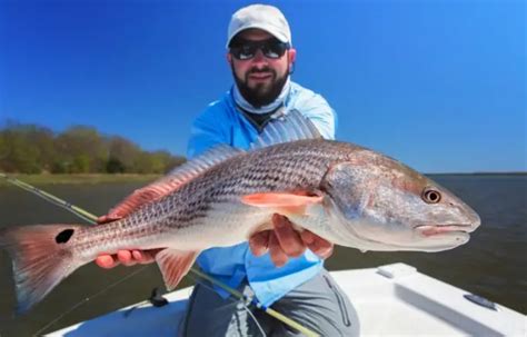 Mississippi redfish limit  Max Length: 27 inches total length