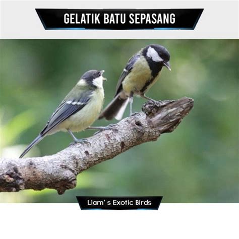 Mitos burung gelatik batu  Download Suara Burung Gelatik Batu Gacor MP3