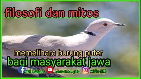 Mitos memelihara burung decu Mitos burung tekukur bunyi di malam hari (biasanya burung tekukur kalung tepung) juga harus kamu waspadai dan jika kamu kebetulan memelihara burung tekukur yang