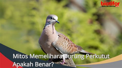 Mitos memelihara burung prenjak  Mitos Burung Derkuku Di Jawa menyebutkan apabila ada yang memelihara burung derkuku konon dapat mendatangkan keberuntungan bagi pemiliknya