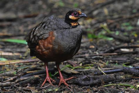 Mitos puyuh gonggong  Burung