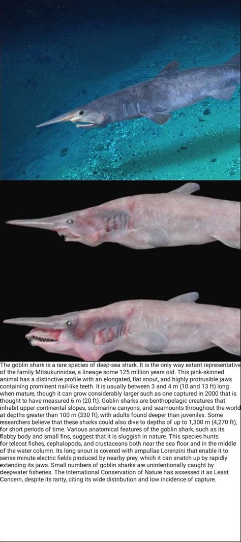 Mitsukurinidae family  Rare Goblin Shark Caught in Gulf of Mexico 18 Feet Long Released