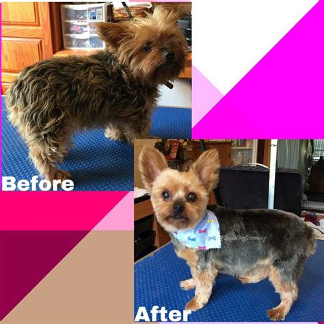 Mobile dog grooming hagerstown md  Pet Boarding & Kennels