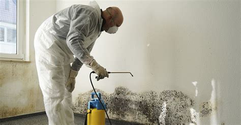 Mold and mildew removal companies near me  Melissa S