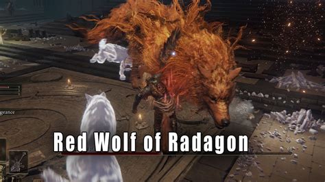 Mollyredwolf elden ring  Share your videos with friends, family, and the world Red Wolf of Radagon is a Great Enemy Boss in Elden Ring 