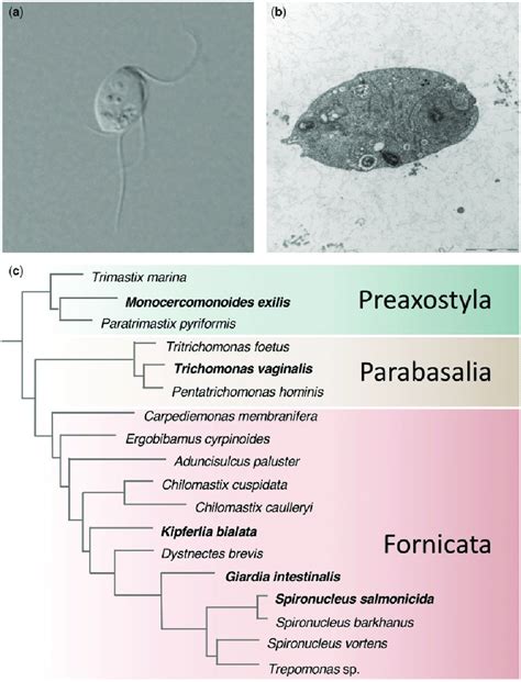 Monocercomonoides  Family: Monocercomonadidae