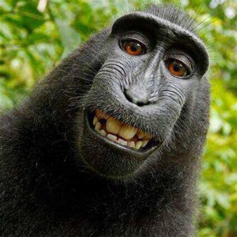 Monyet pakek jas  Ketik “Monyet Cukur Rambut” di Google Muncul Gambar