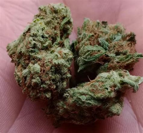 Moolah strain  Afghani Hawaiian Strain; Related Products