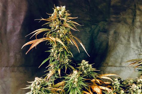 Moolah strain  Organic Whole Hemp Seed; WSS Skunk Automatic Seeds; White Widow Feminized Seeds; Top