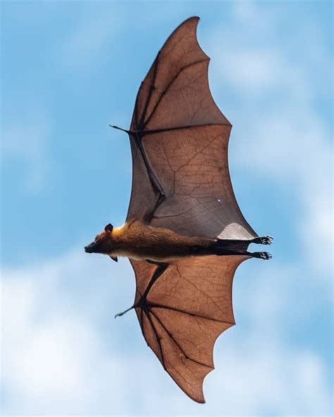 Morcego entra pela janela significado  Por isso, quando recebe uma visita de uma libélula, deixe ser contaminado pela leveza e alegria deste sinal