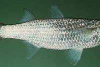 Morfologi ikan belanak 2 Morfologi Ikan Belanak (Mugil cephalus) (Sumber : Ningrum P