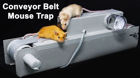 Mouse guard mouse trap setup 80