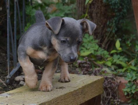 Much wenlock terrier  Create new pet alerts