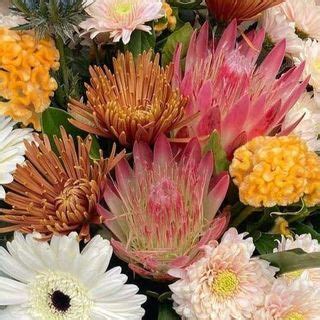 Mullumbimby florist <b>%51 evas </b>