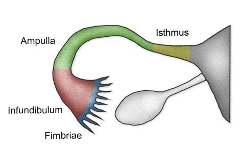 Mushroom_tip_dick Ever wondered why the tip of a penis is shaped like a mushroom? It’s a question that might have crossed your mind at some point, but perhaps you didn’t know where to find the answer