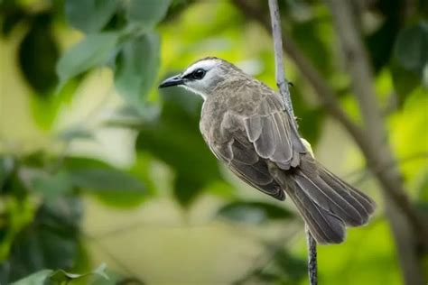 Musuh burung trucukan  melatih mental trucuk