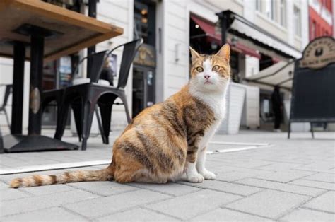 Nabrak kucing di jalan Com - Saat berkendara, risiko menabrak kendaraan lain atau menabrak orang lain pasti ada