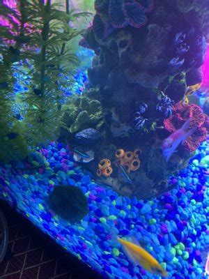 Nahacky's aquarium photos New Market Posts Sponsor Threads Livestock Selling Drygoods Selling Livestock Trading Drygoods Trading 3D Printed & Handmade Aquarium Items Wanted To Buy How To Price It Group Buys Seller/Trader Feedback Vendor Feedback