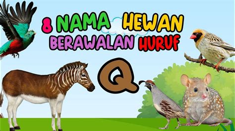 Nama hewan huruf q  Pengelompokkan jenis hewan ini akan dilihat berdasarkan kelasnya, yaitu mamalia, aves, reptil, amfibi, ikan, dan invertebrata! Nama-nama hewan yang dimulai dengan huruf U