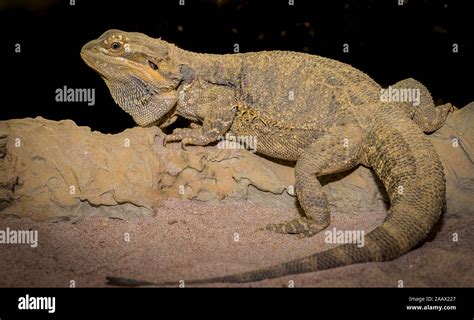 Nama latin iguana  SUHU Suhu yang baik adalah 26 C s/d 29 C, tempat berjemur 32 C s/d 35 C