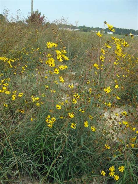 Narrowleaf sunflower coastal plain nc ecotype  Item Number: ERNMX-732