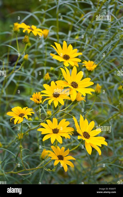 Narrowleaf sunflower fl ecotype  Narrowleaf sunflower’s showy golden blooms are relatively large (about 3 inches in diameter), with bright yellow, strap-shaped ray florets surrounding a compact head of reddish-brown disk florets