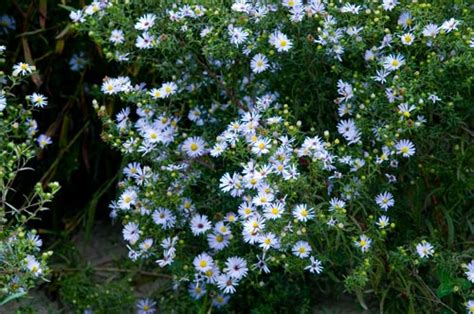 New york aster albany pine bush-ny ecotype  Autumn Bentgrass, Albany Pine Bush-NY Ecotype