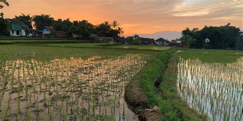 Ngajenghok hartina  Barang bray dibuka, lalaki kolot kundang iteuk