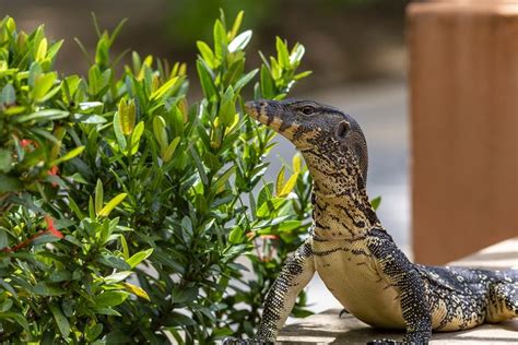 No biawak 4d  Berikut ialah kesemua dua belas haiwan zodiak dalam urutan betul serta