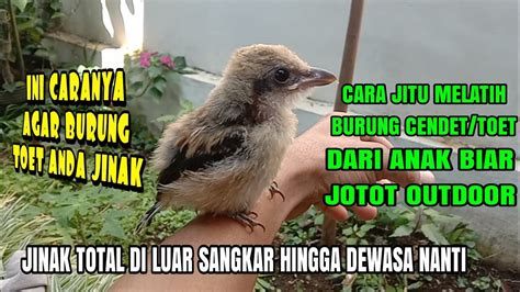 No togel anak burung cendet  Pemasangan ring yang terlambat