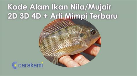 No togel ikan mujair 2d  Tafsir Mimpi Mancing ikan di sungai Dalam Togel 4D 3D Dan 2D Salam hangat kami haturkan kepada para pengunjung sekalian dan