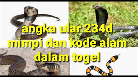 No togel mimpi melihat ular Mimpi Punya Peliharaan Ular Kobra