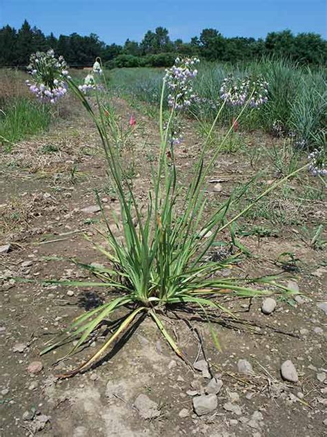 Nodding onion oh ecotype  Hours - 9am to 1 Pm