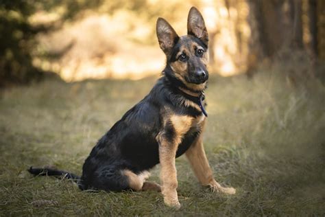 Nomes para cachorro masculino pastor alemão  A raça também é conhecida, na Europa, como “lobo da Alsácia “