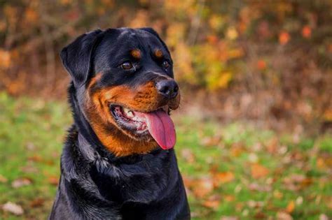 Nomes para rottweiler fêmea  Então, confira aqui algumas dicas de como escolher e mais de 600 opções de nomes para Rottweiler para você se