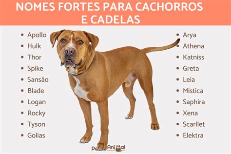 Nomes típicos de cachorro stop  Portanto, serão apresentados na próxima seção