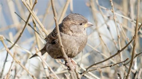 Nomor burung pipit  Kematian burung pipit yang terjadi secara massal di Bali membuat orang kebingungan