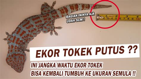 Nomor tokek  Tokek rumah memiliki nama ilmiah Gekko gecko (Linnaeus 1758) 