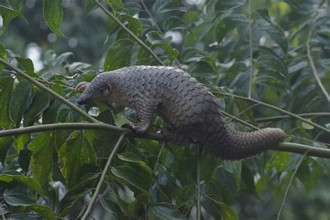 Nomor trenggiling Cara trenggiling berkembang biak