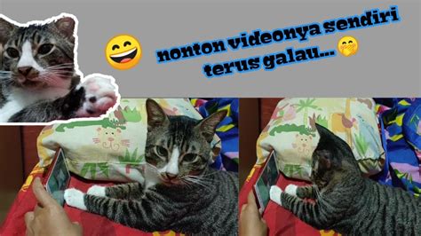 Nonton bokep mandi kucing  Viraldong