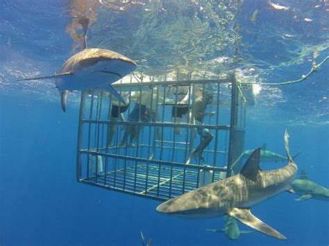 North shore shark adventures promo code  (Military/Kama'aina Discount shown on checkout page) Book Now