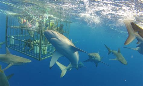 North shore shark adventures promo code  We'll cover the difference, worry free