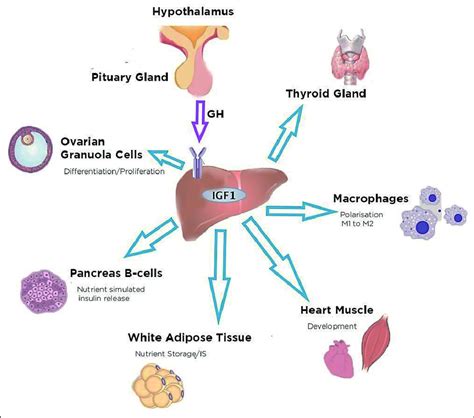 Nutra igf™+ Detsky AS, Baker JP, Mendelson RA et al