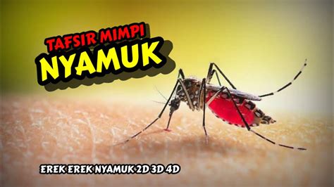 Nyamuk erek2  Penulis