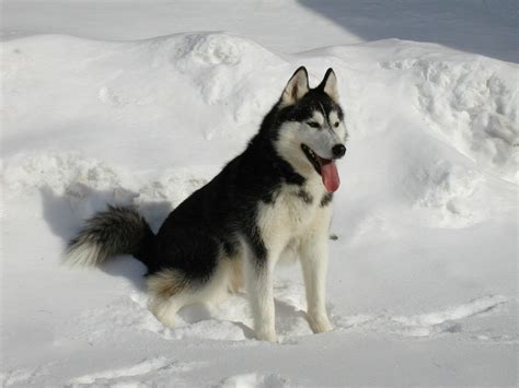 O que significa sonhar com husky siberiano  Está entre um dos cachorros mais adotados no mundo, devido a beleza e o jeito brincalhão e amigável