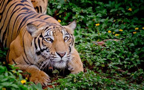 O que significa sonhar com tigre querendo te pegar  Você está terminando uma etapa de sua vida profissional com muita satisfação e muito bons resultados