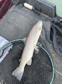 Oak creek fishing report  Read Reports